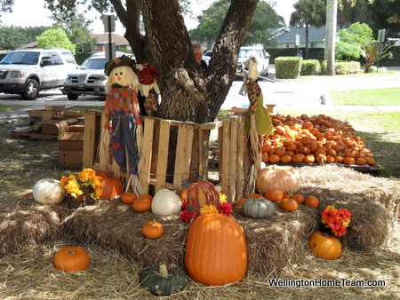 Pumpkin Patch in Wellington FL