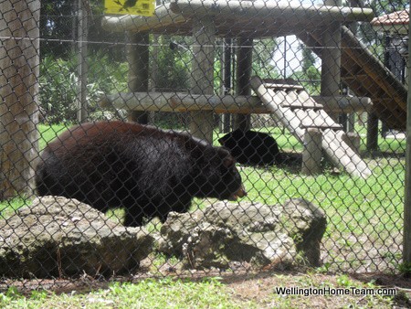 Busch Wildlife Sanctuary Bears