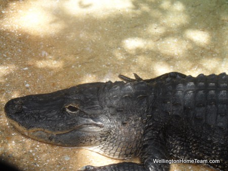 Busch Wildlife Sanctuary Gator