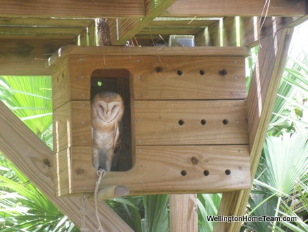Busch Wildlife Sanctuary Owl