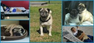 Compassionate Pug Rescue South Florida Dexter Two