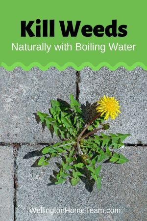 Natural Solutions for Your Home Killing Weeds Naturally