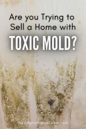 Top 9 Deal Breakers for Homebuyers Toxic Mold