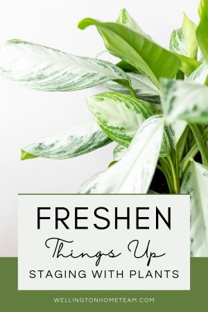 Freshen Things Up | Staging with Plants