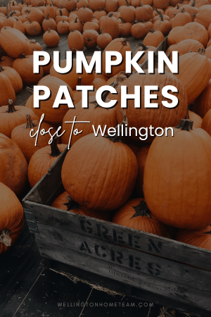 Pumpkin Patches Close to Wellington