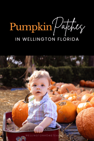 Pumpkin Patches in Wellington Florida