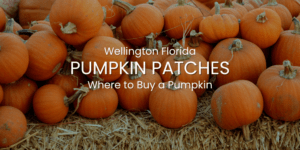 Wellington FL Pumpkin Patches | Where to Buy a Pumpkin