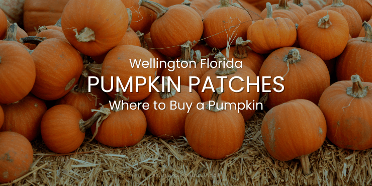 Wellington Florida Pumpkin Patches | Where to Buy a Pumpkin