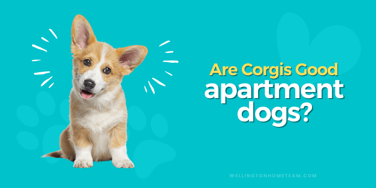 Are Corgis Good Apartment Dogs?