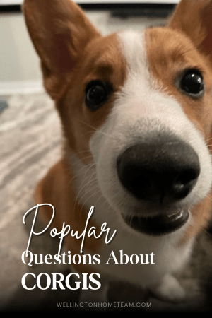 Popular Questions About Corgis