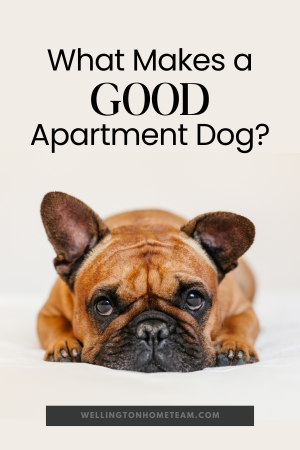 What Makes a Good Apartment Dog?