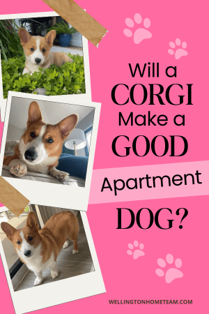 Corgi shops apartment