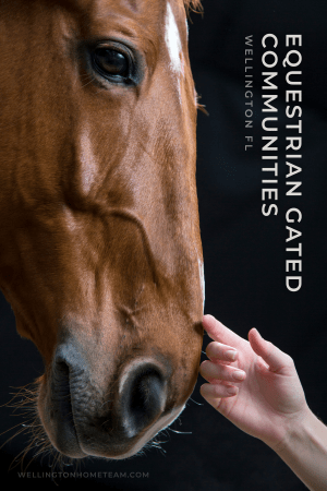 Close-up of a horse being touched by a person in Wellington FL equestrian community